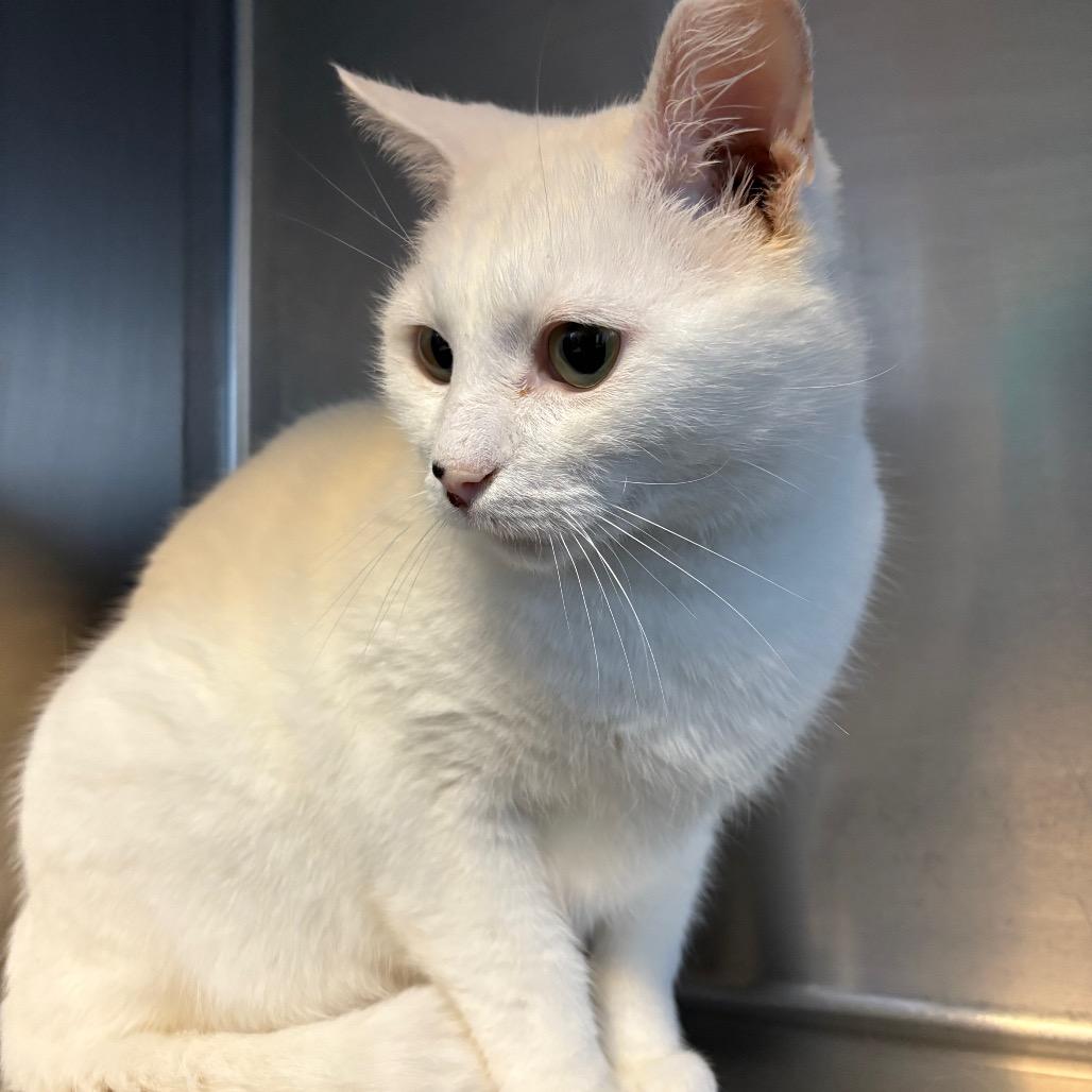 Banjo, a Adoptable Domestic Short Hair in Easton, PA image 3/6