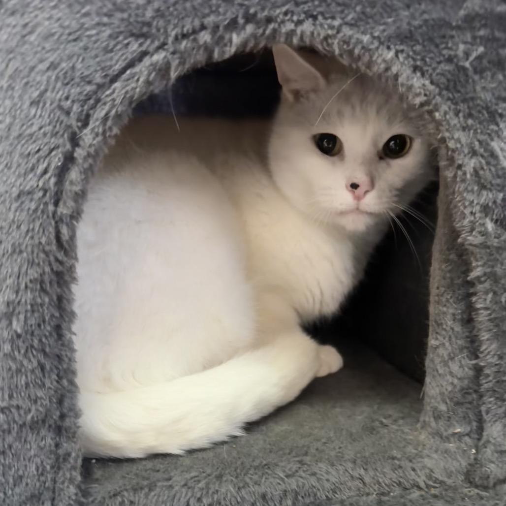 Banjo, a Adoptable Domestic Short Hair in Easton, PA image 4/6