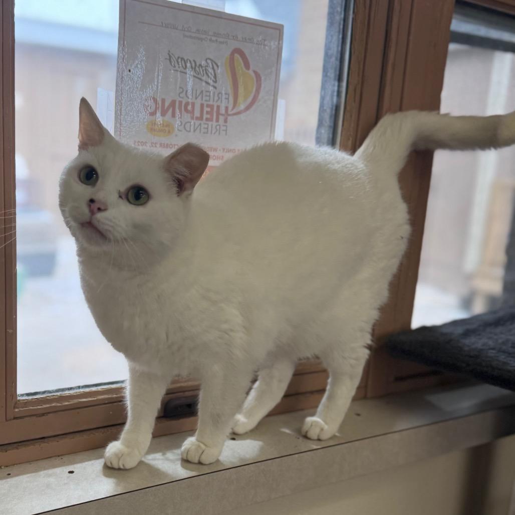 Banjo, a Adoptable Domestic Short Hair in Easton, PA image 6/6