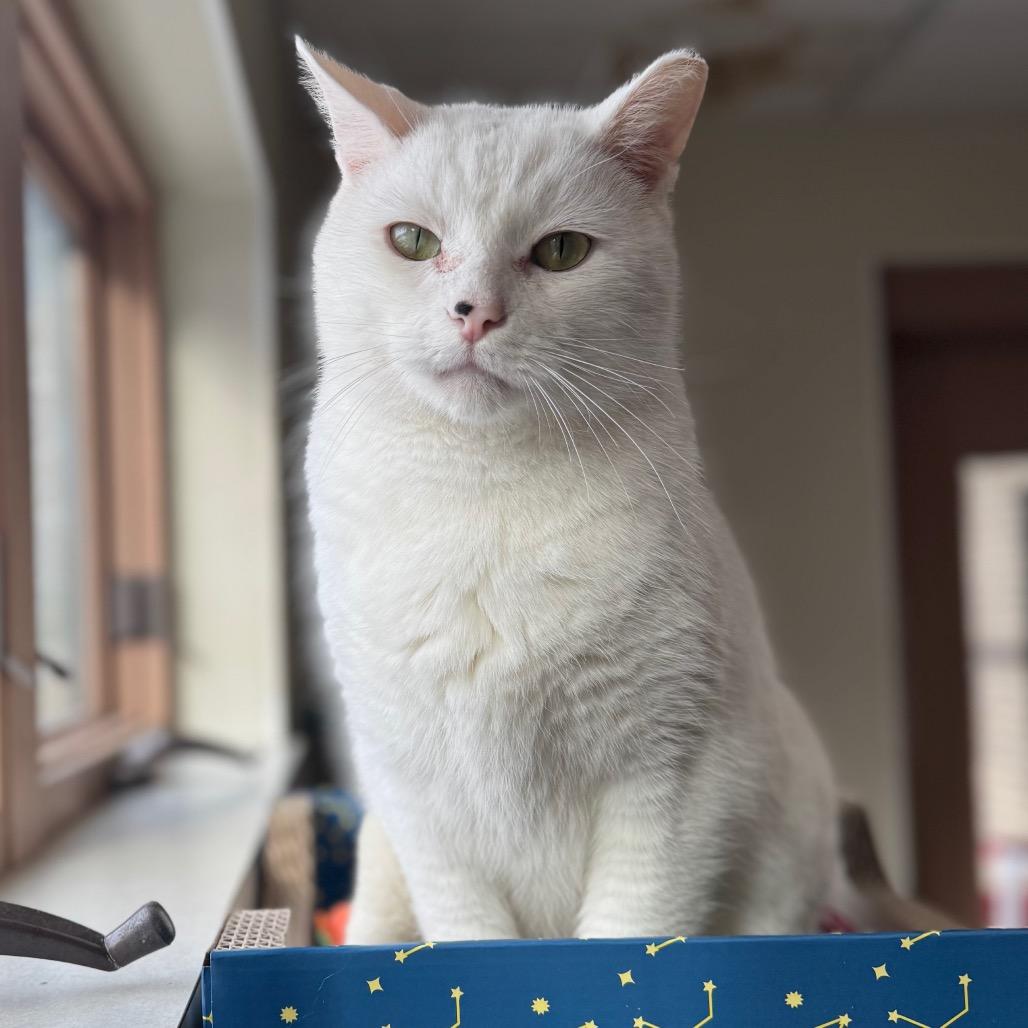 Banjo, a Adoptable Domestic Short Hair in Easton, PA image 6/6