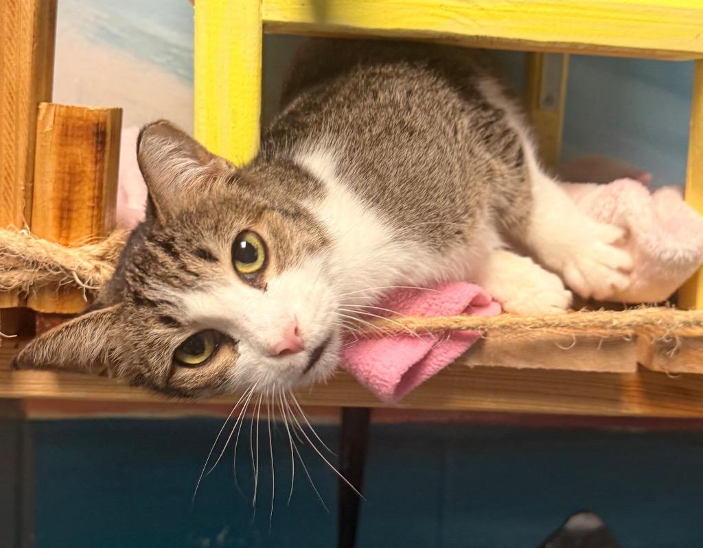 Rikki, Adoptable, Adult Female Domestic Short Hair.