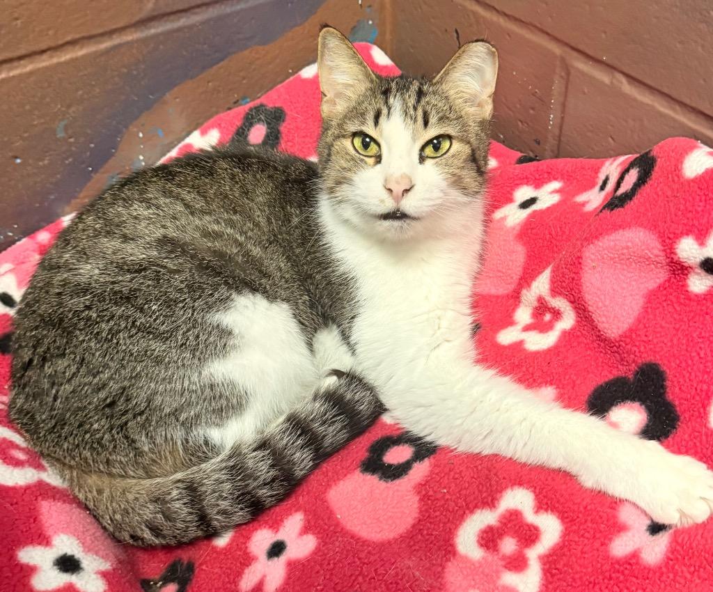 Rikki, a Adoptable mixed breed in Defiance, OH image 2/6