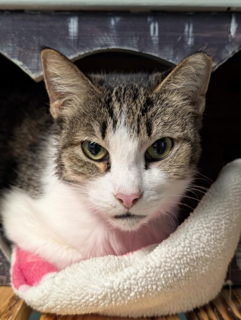 Rikki, a Adoptable mixed breed in Defiance, OH image 5/6