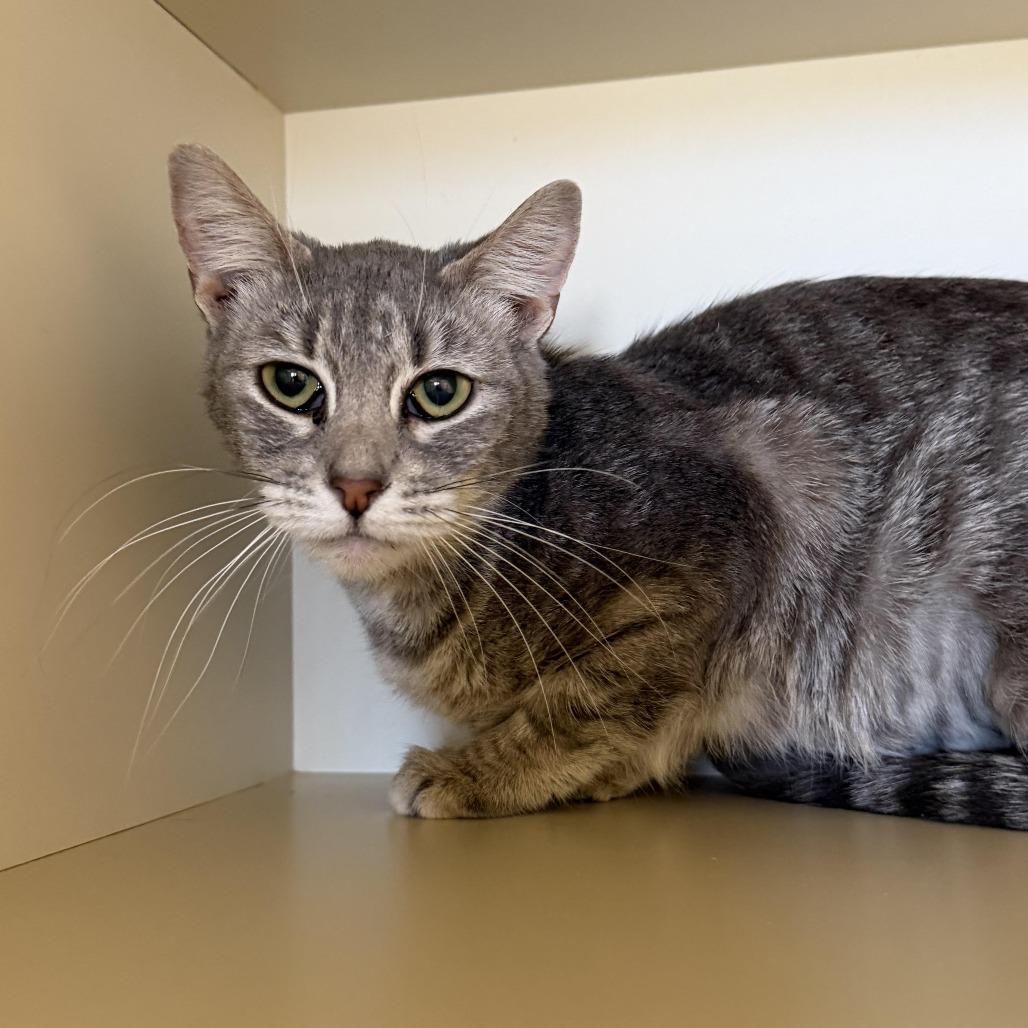 Apple Sauce, Adoptable, Adult Female Domestic Short Hair.
