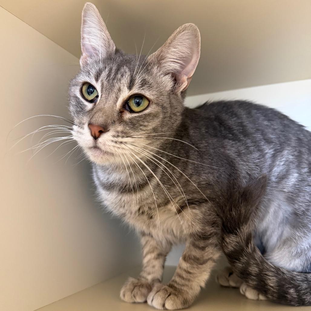 Enlarge Apple Sauce, a Adoptable Domestic Short Hair in Cody, WY image 2/2