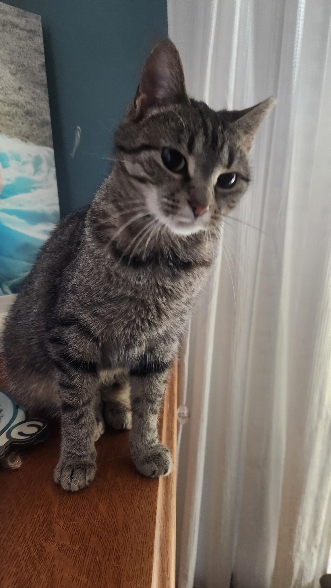 Enlarge Gabby, a ADOPTABLE Domestic Short Hair in Murfreesboro, TN image 1/2