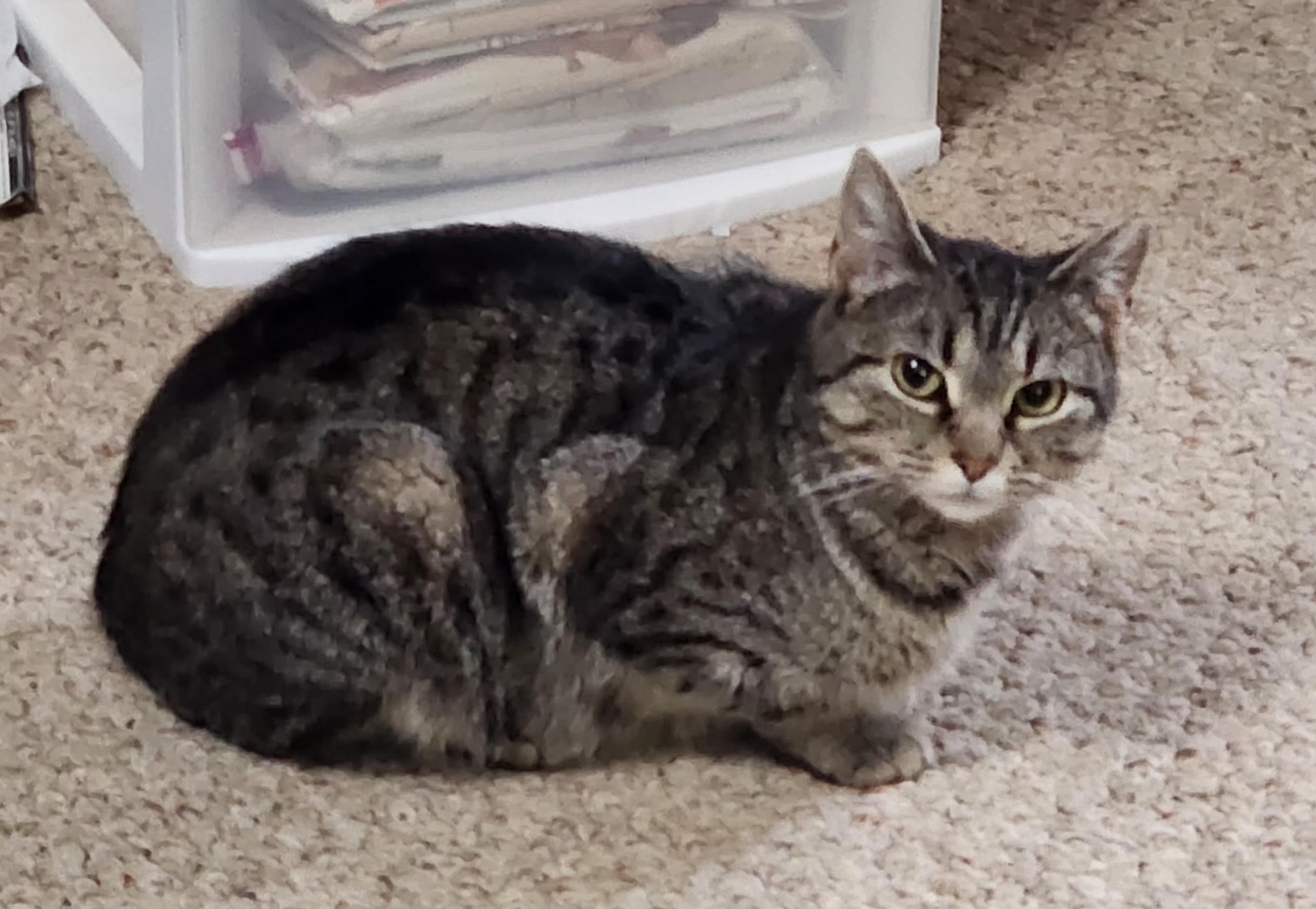 Enlarge Gabby, a ADOPTABLE Domestic Short Hair in Murfreesboro, TN image 1/1