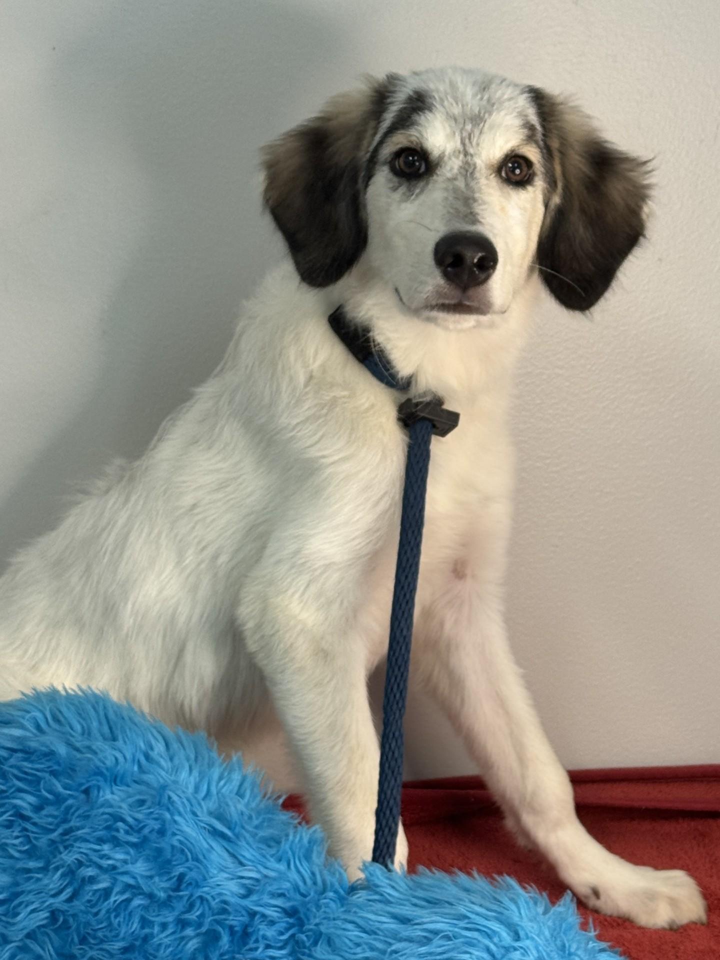 Tobias, an adopted mixed breed in Richmond, VA image 4/6