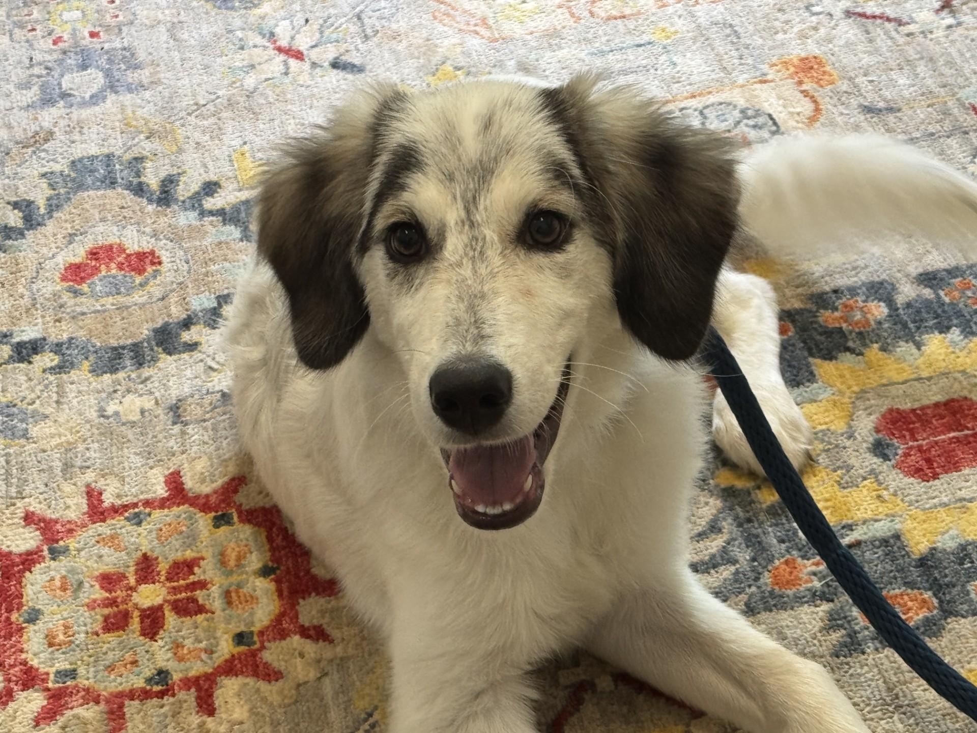 Tobias, an adopted mixed breed in Richmond, VA image 3/6