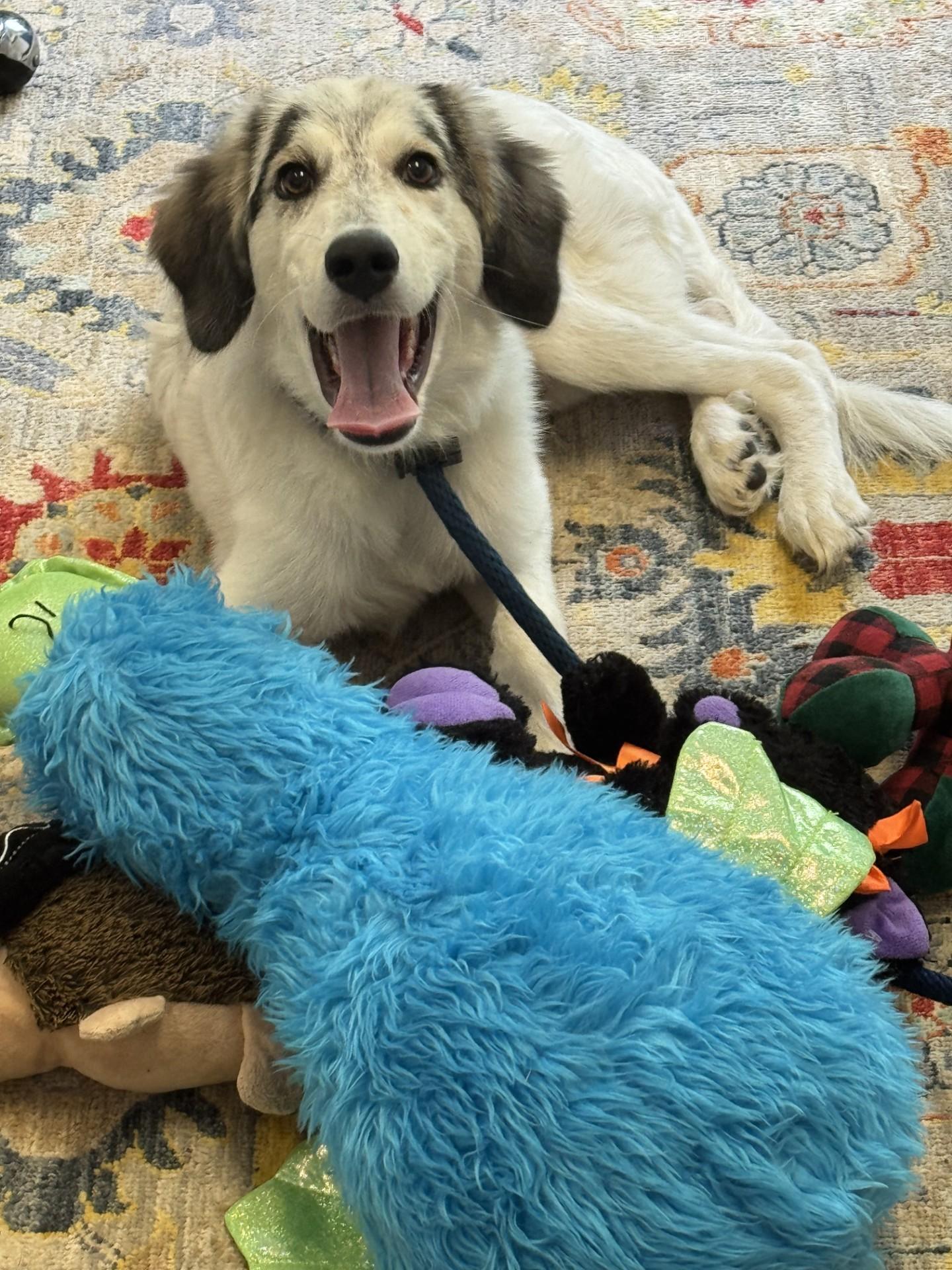 Tobias, an adopted mixed breed in Richmond, VA image 5/6