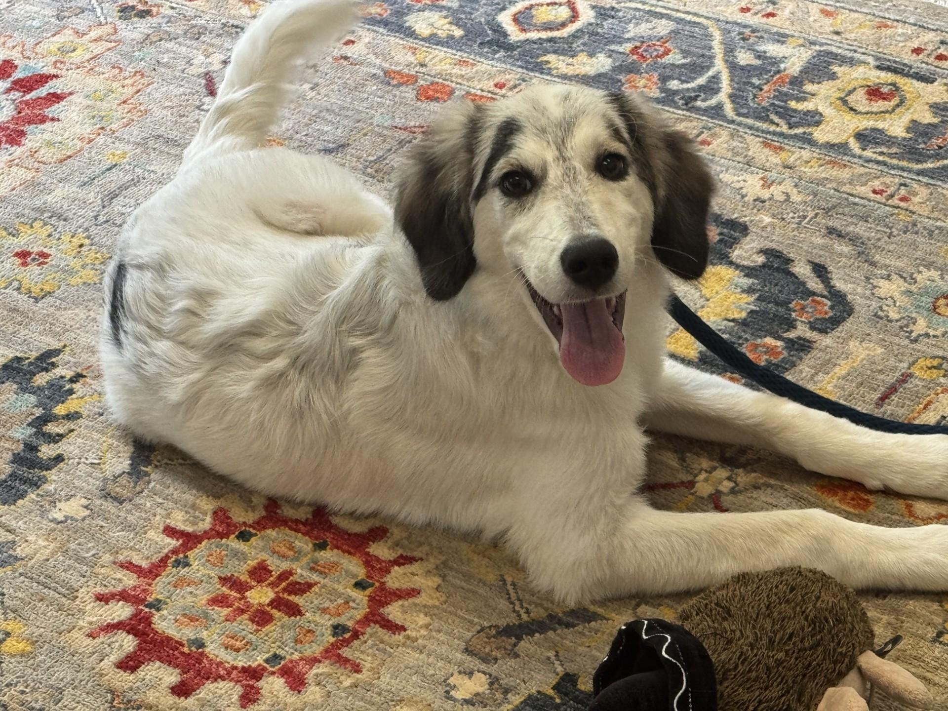 Tobias, an adopted mixed breed in Richmond, VA image 6/6
