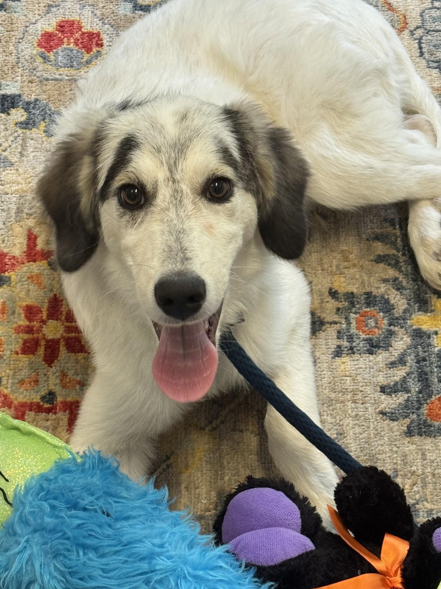 Tobias, an adopted mixed breed in Richmond, VA image 2/6