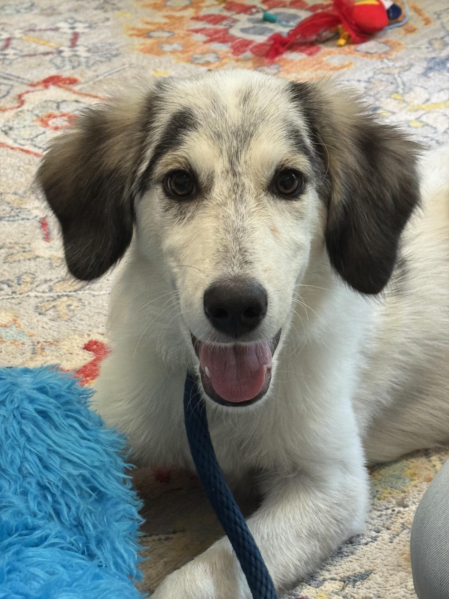 Tobias, adopted, Young Male Australian Shepherd.
