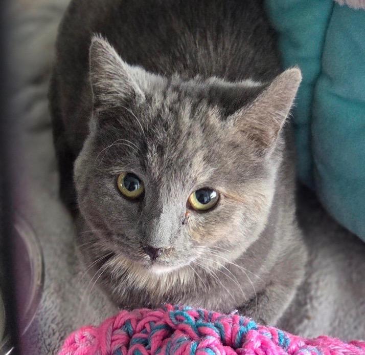 Enlarge Audra, a Adoptable Dilute Tortoiseshell in Grand Rapids, MI image 2/5