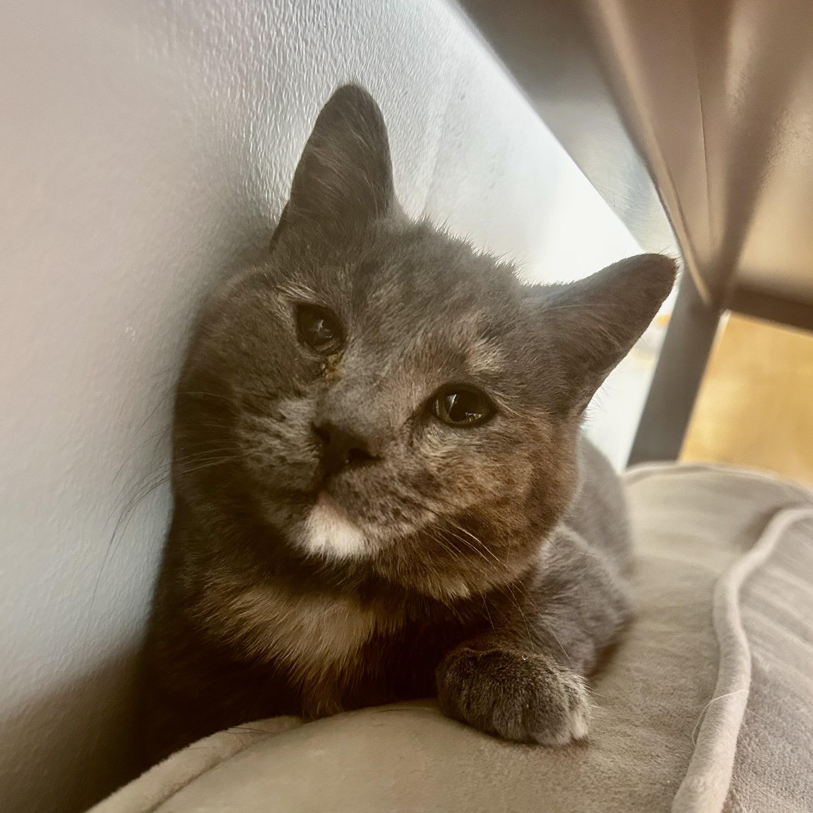 Enlarge Audra, a Adoptable Dilute Tortoiseshell in Grand Rapids, MI image 3/5