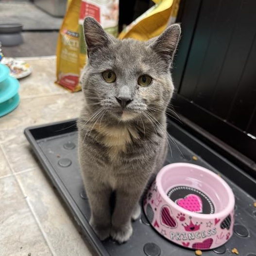 Enlarge Audra, a Adoptable Dilute Tortoiseshell in Grand Rapids, MI image 1/5