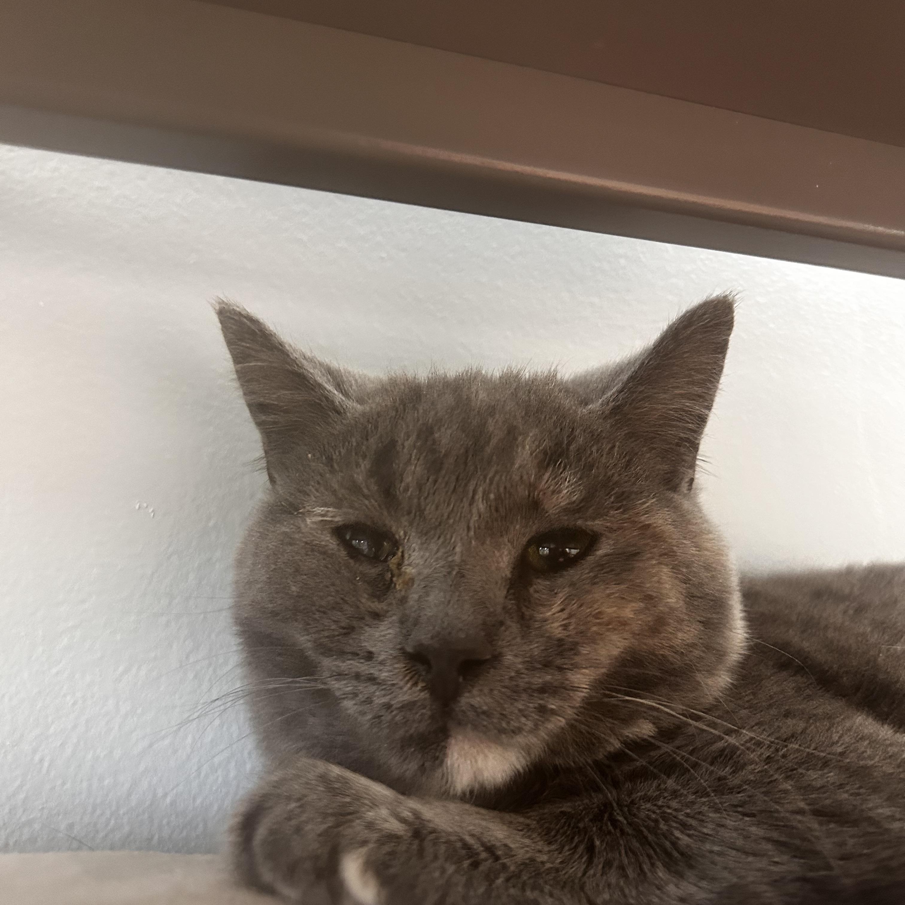 Enlarge Audra, a Adoptable Dilute Tortoiseshell in Grand Rapids, MI image 5/5