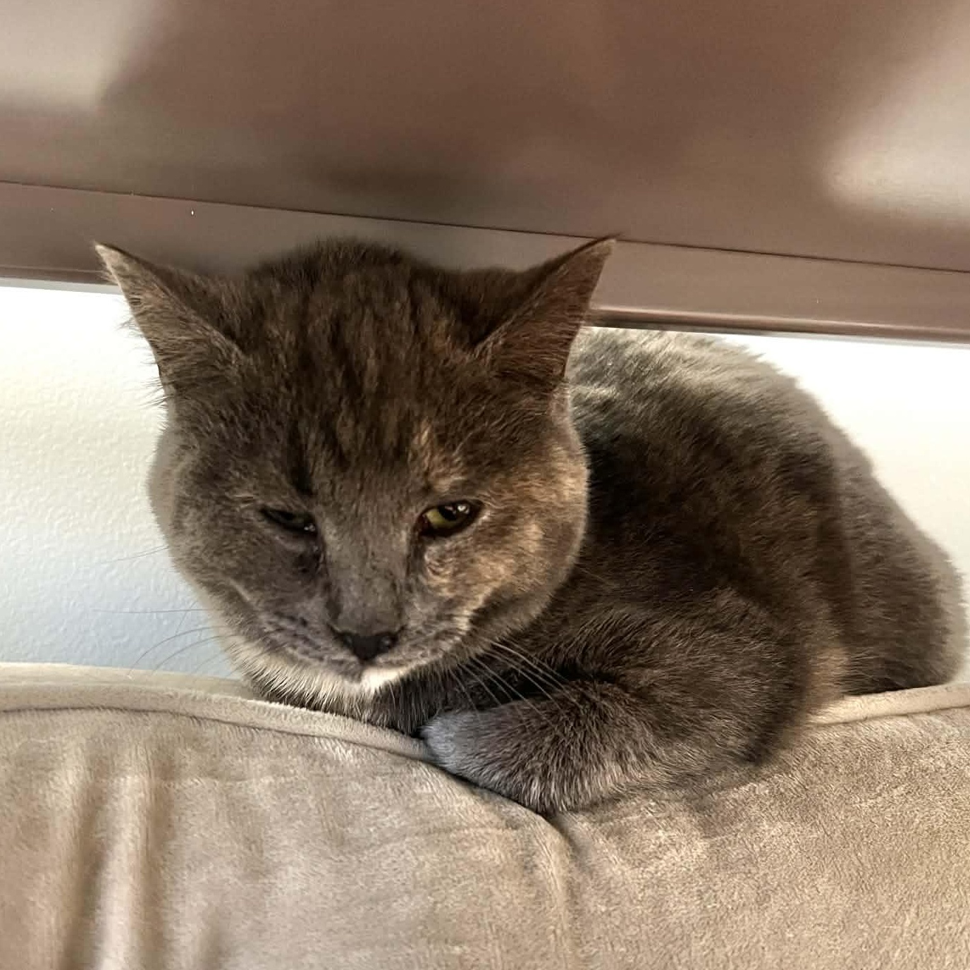 Enlarge Audra, a Adoptable Dilute Tortoiseshell in Grand Rapids, MI image 4/5