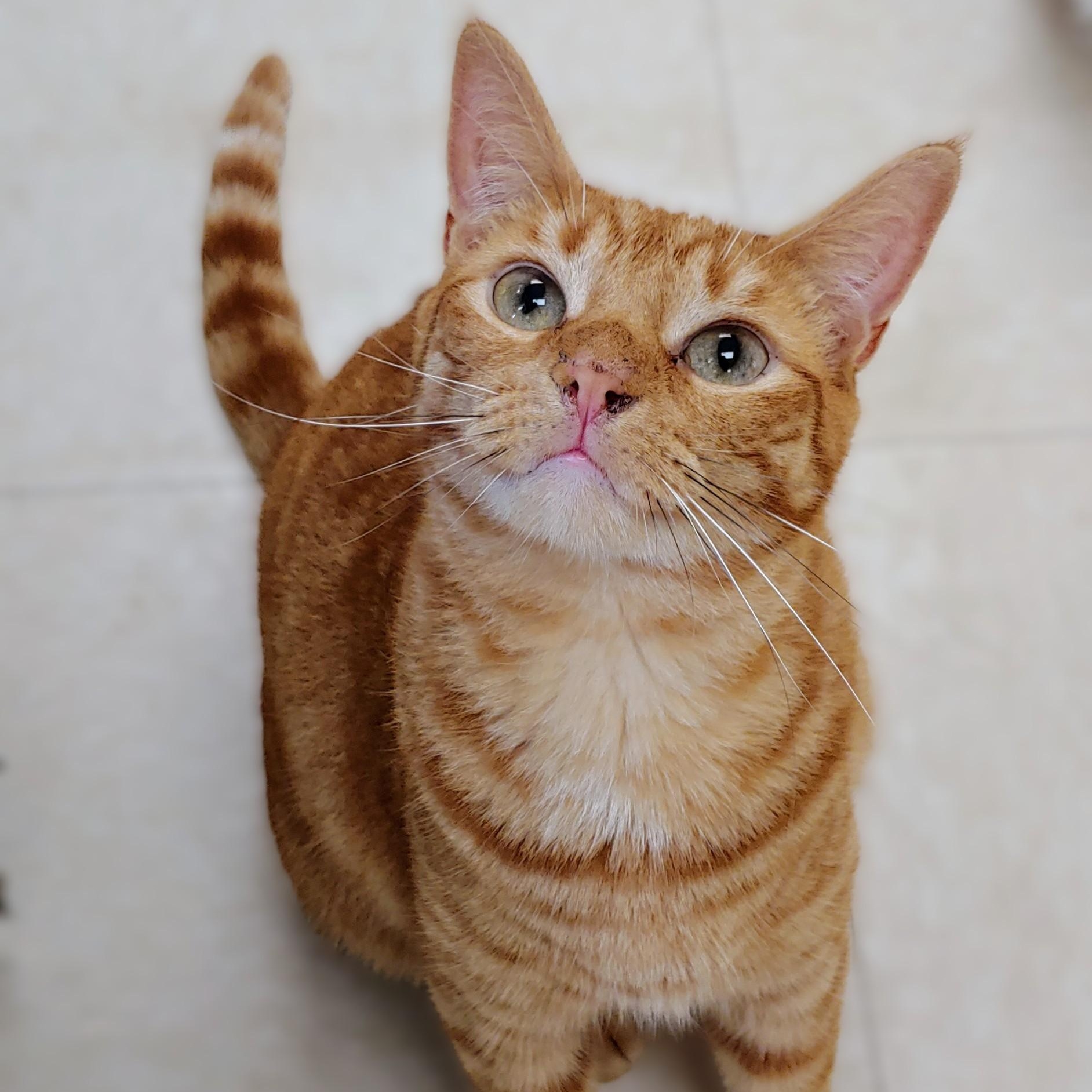 Juno