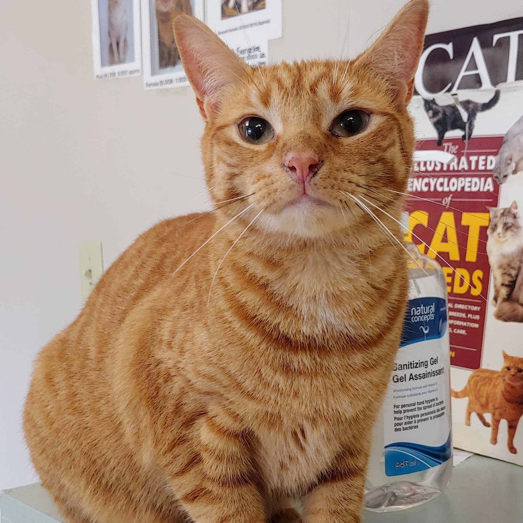 Juno, Adult Female Domestic Short Hair