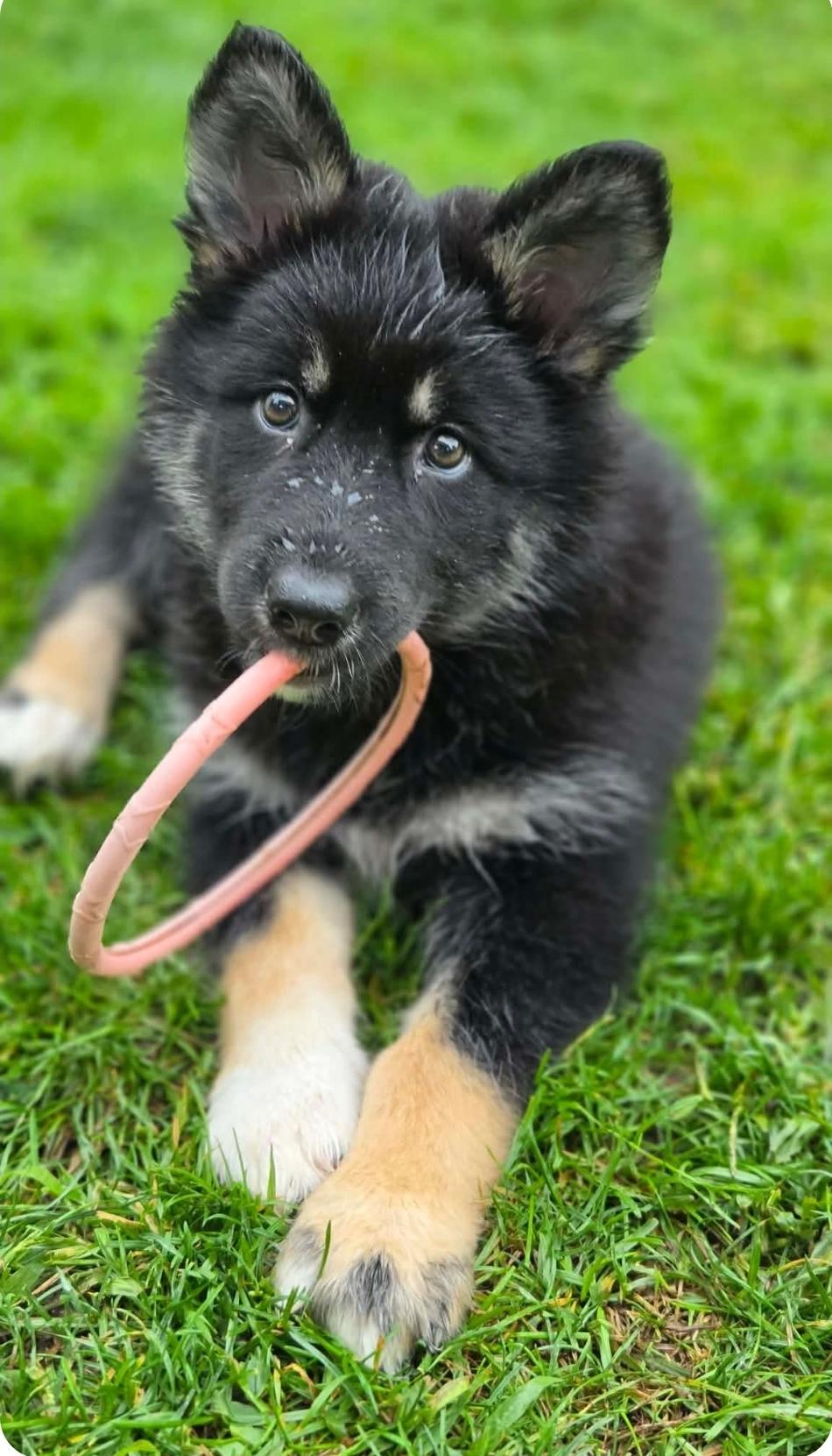 Poppy, ADOPTABLE, Puppy Female Husky.