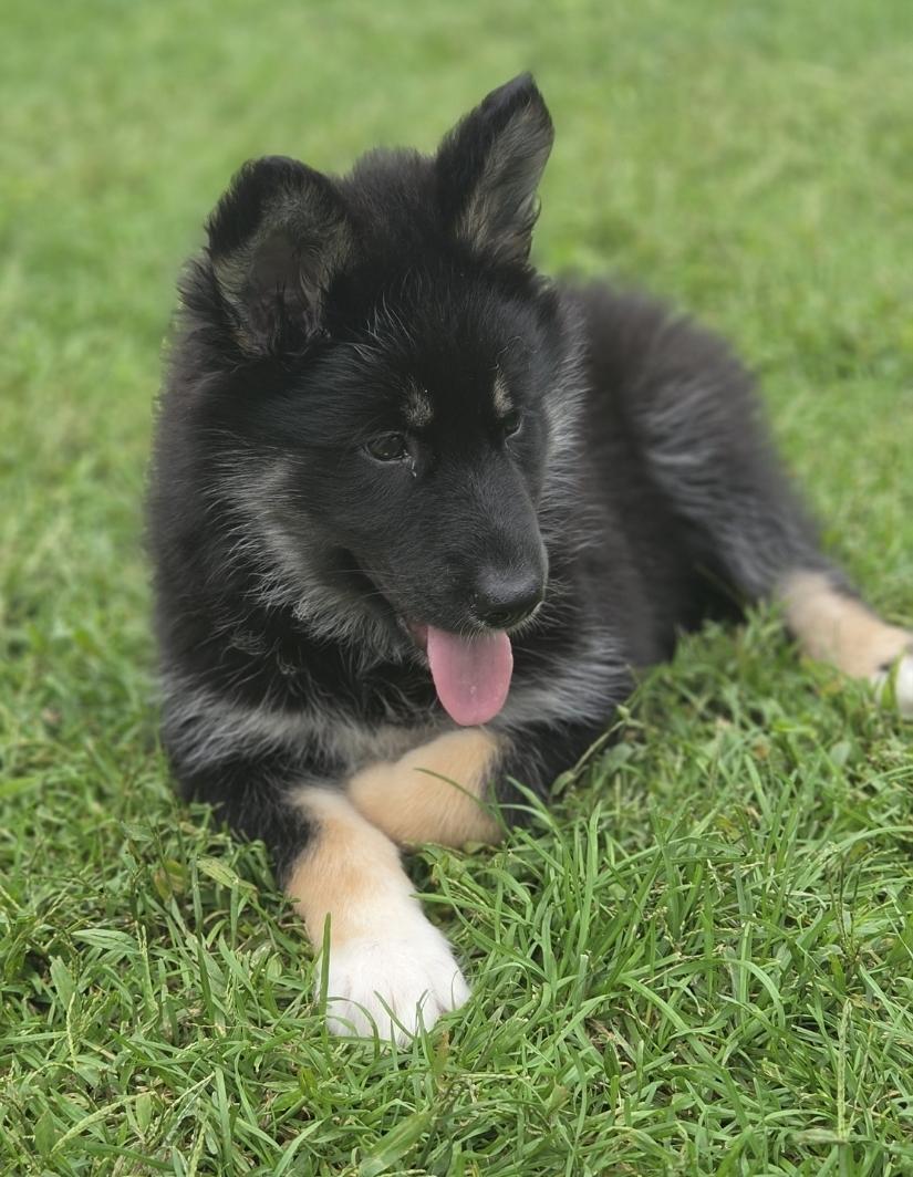 Enlarge Poppy, a ADOPTABLE mixed breed in Oshawa, ON image 6/6