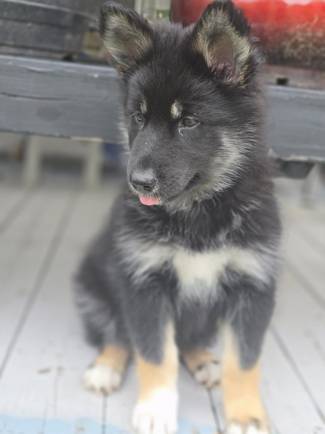 Enlarge Poppy, a ADOPTABLE mixed breed in Oshawa, ON image 3/6