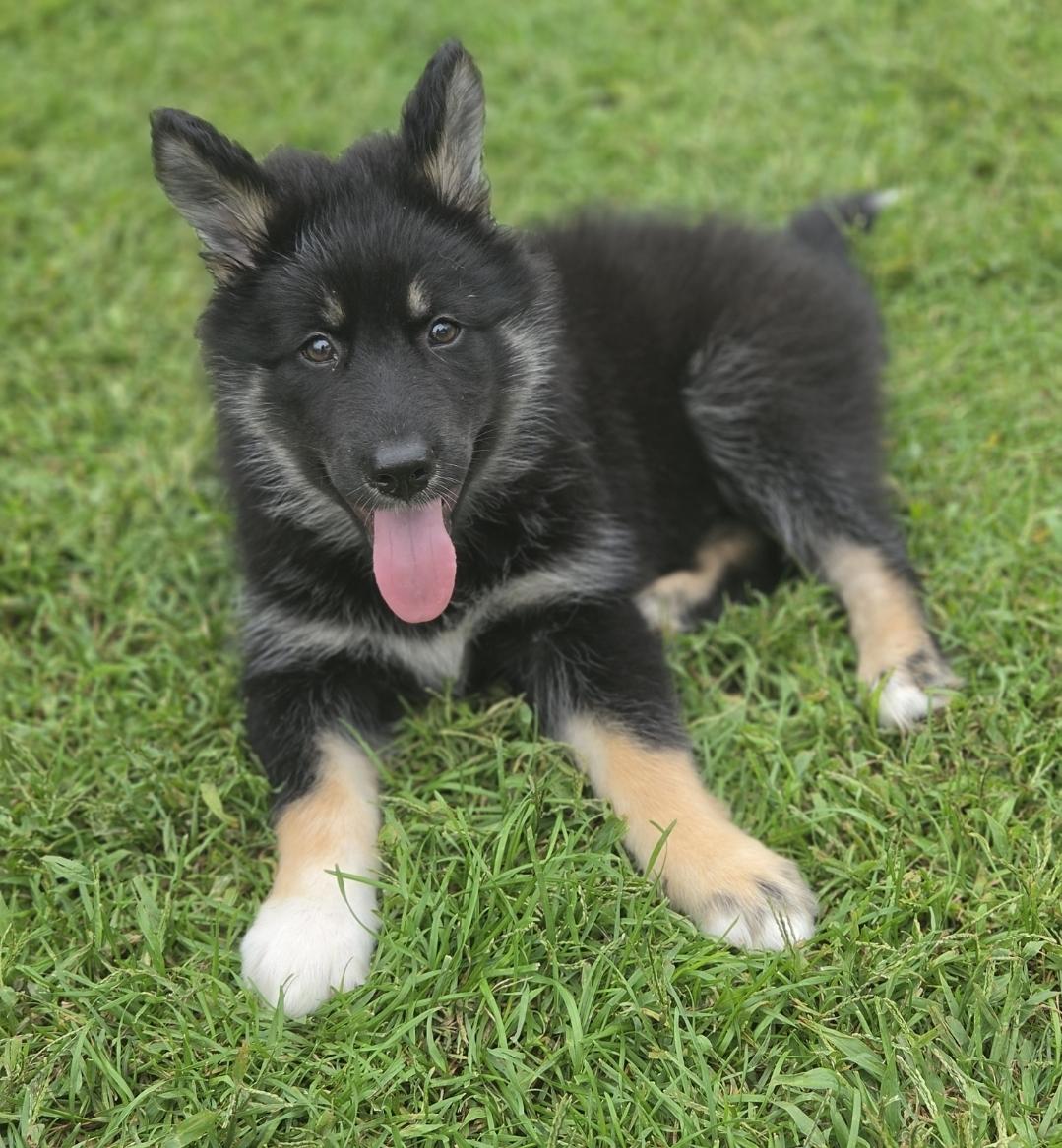 Enlarge Poppy, a ADOPTABLE mixed breed in Oshawa, ON image 5/6