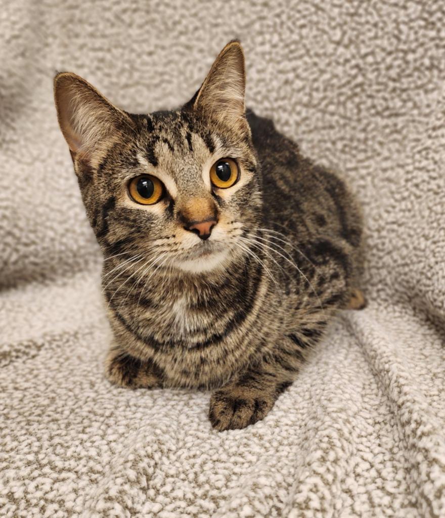 Enlarge Parmesan, a Adoptable mixed breed in Superior, WI image 1/1