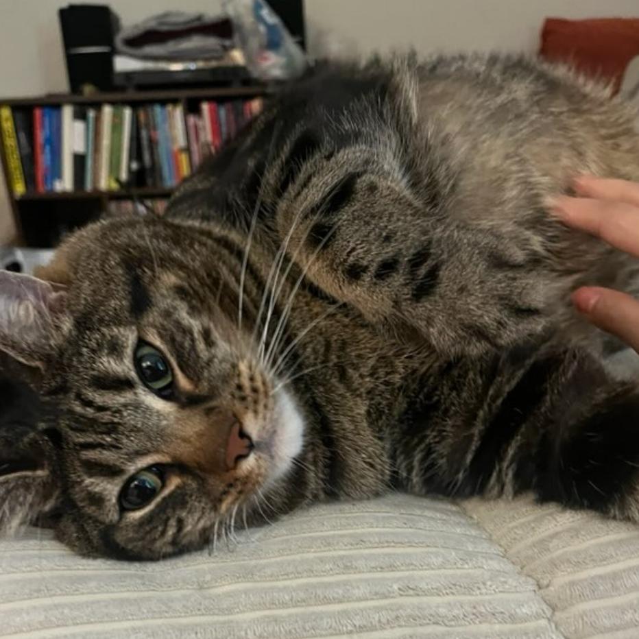 Lord Chonksworth, Adoptable, Adult Male Domestic Short Hair.