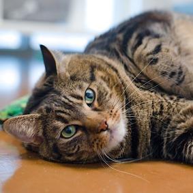 Enlarge Lord Chonksworth, a Adoptable Domestic Short Hair in New York, NY image 2/5