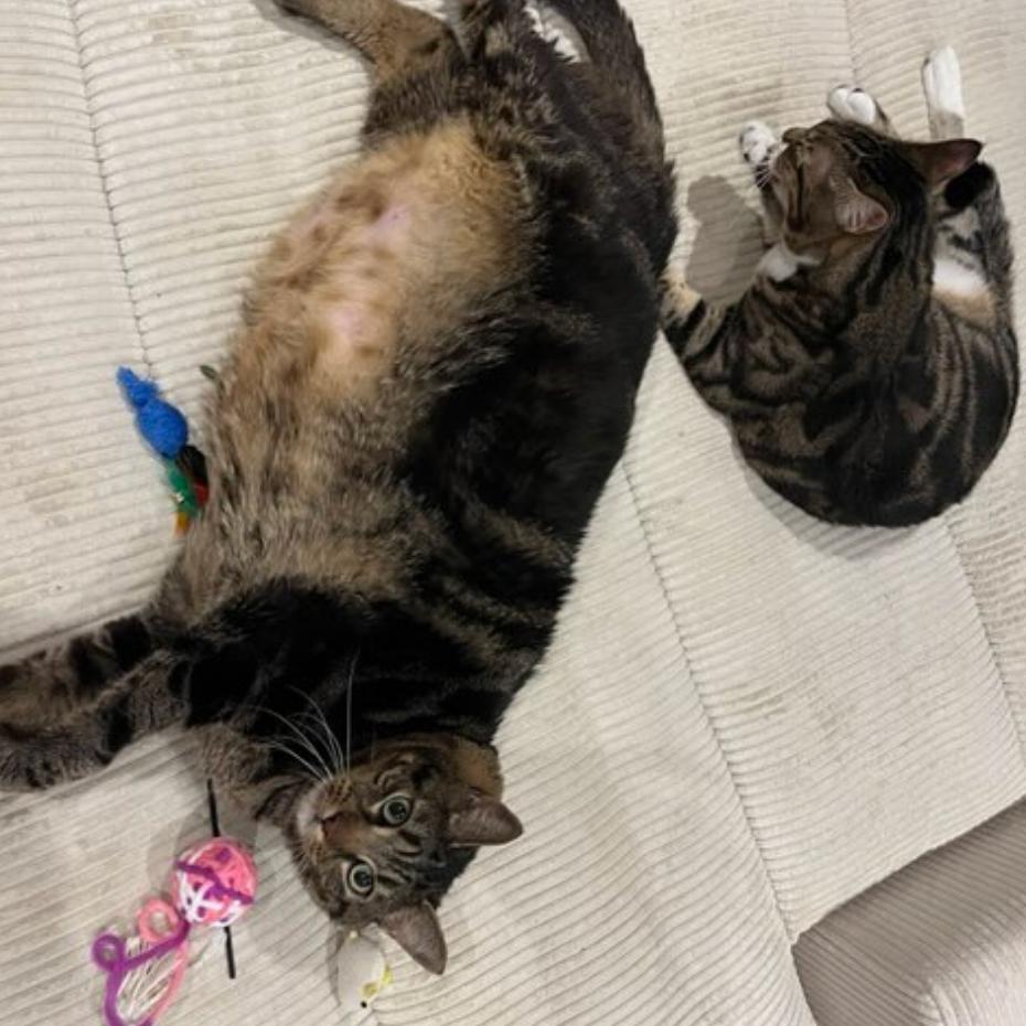 Enlarge Lord Chonksworth, a Adoptable Domestic Short Hair in New York, NY image 3/5