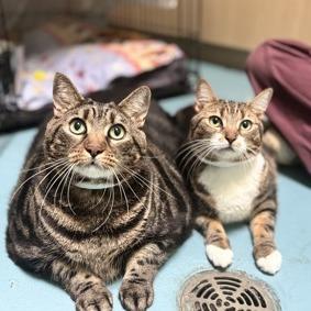 Enlarge Lord Chonksworth, a Adoptable Domestic Short Hair in New York, NY image 4/5