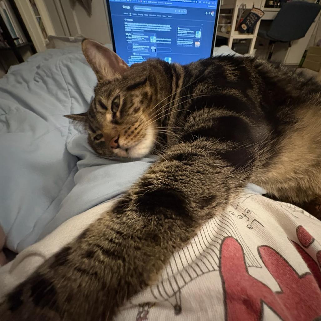 Enlarge Lord Chonksworth, a Adoptable Domestic Short Hair in New York, NY image 5/5