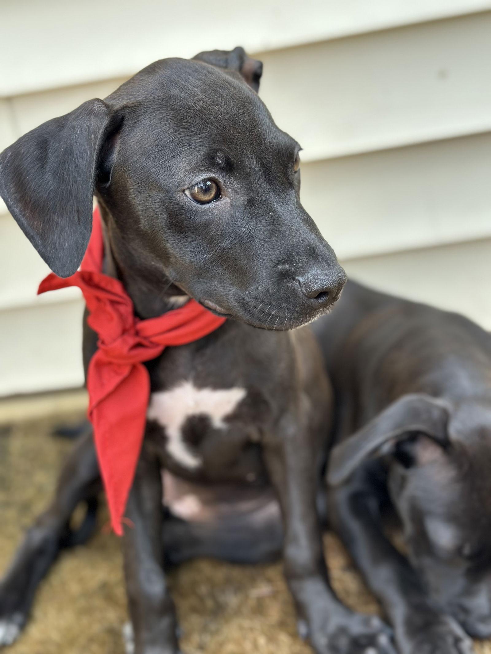 Enlarge Sasha, a Adopted American Bulldog in Tarrytown, GA image 2/3
