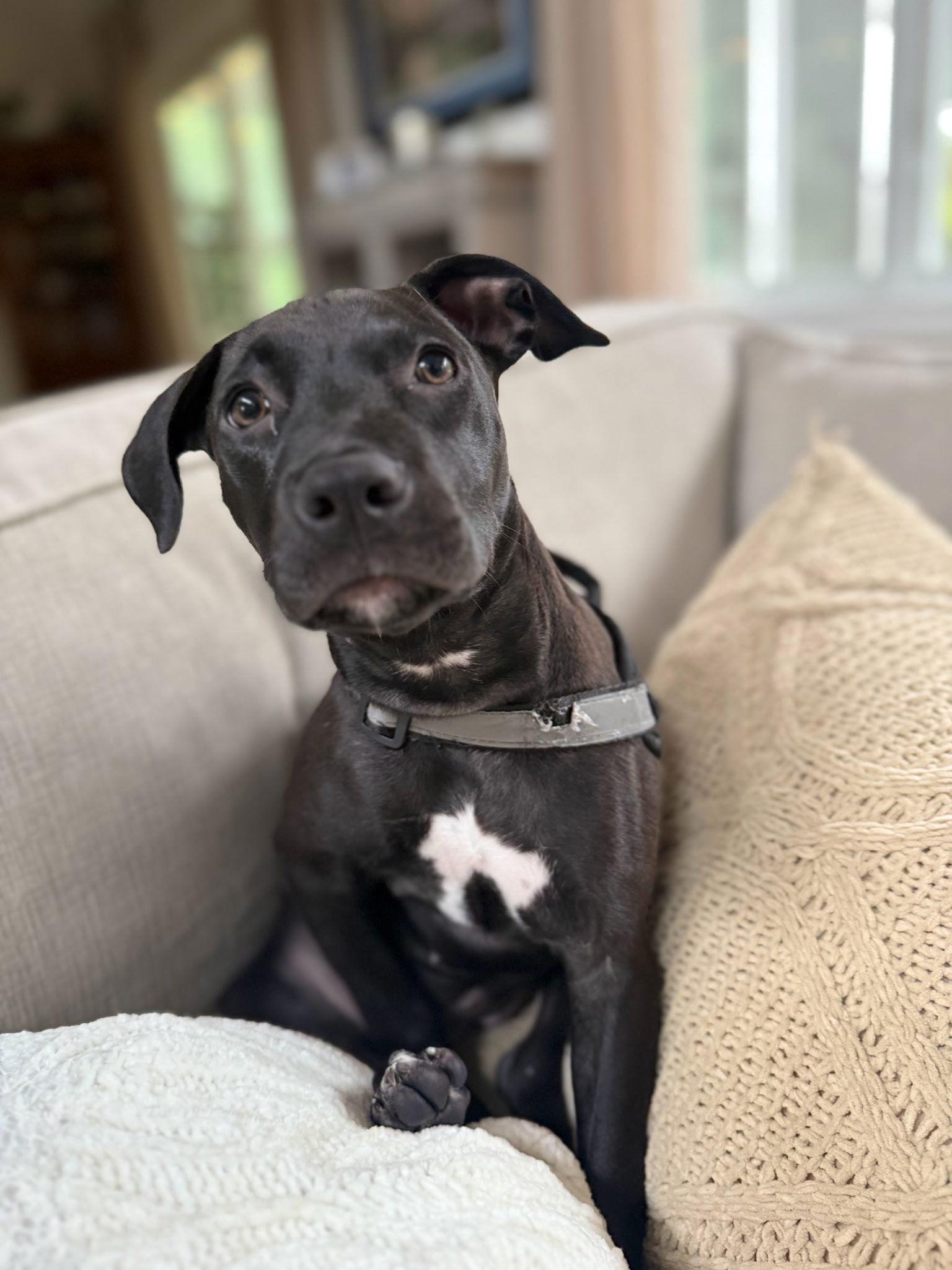 Enlarge Sasha, a Adopted American Bulldog in Tarrytown, GA image 3/3