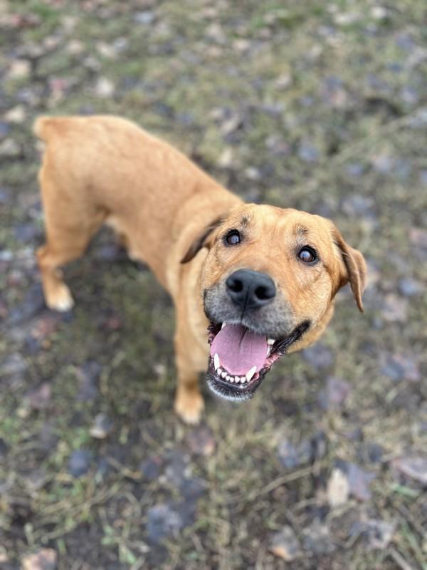 Wendy, Adoptable, Adult Female Labrador Retriever & Boxer.