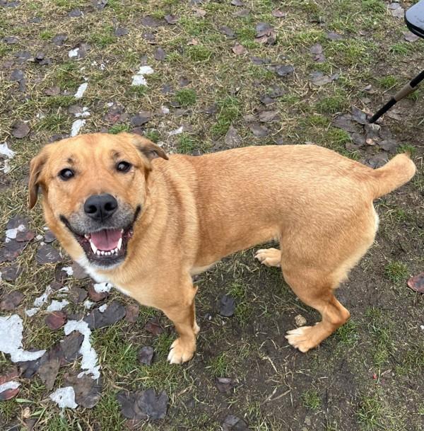 Enlarge Wendy, a Adoptable mixed breed in Salmon Arm, BC image 2/3