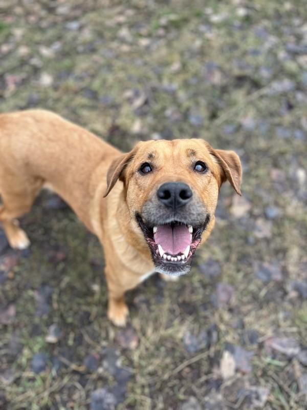 Enlarge Wendy, a Adoptable mixed breed in Salmon Arm, BC image 3/3