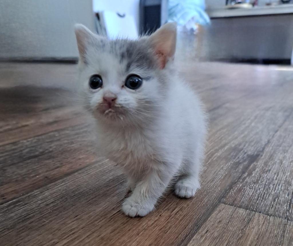 Lucky, Adoptable, Kitten Male Domestic Short Hair.