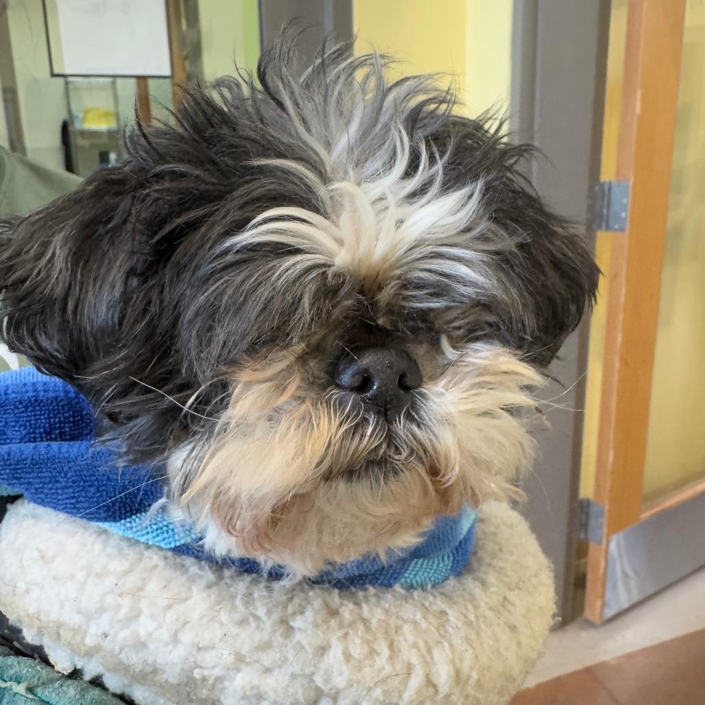 Callie, Adoptable, Senior Female Shih Tzu.