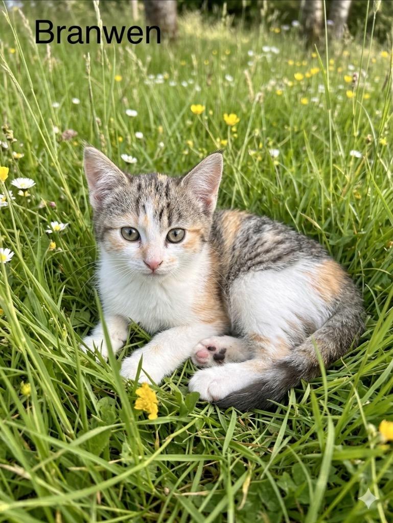 Branwen, Adoptable, Kitten Female Domestic Short Hair.