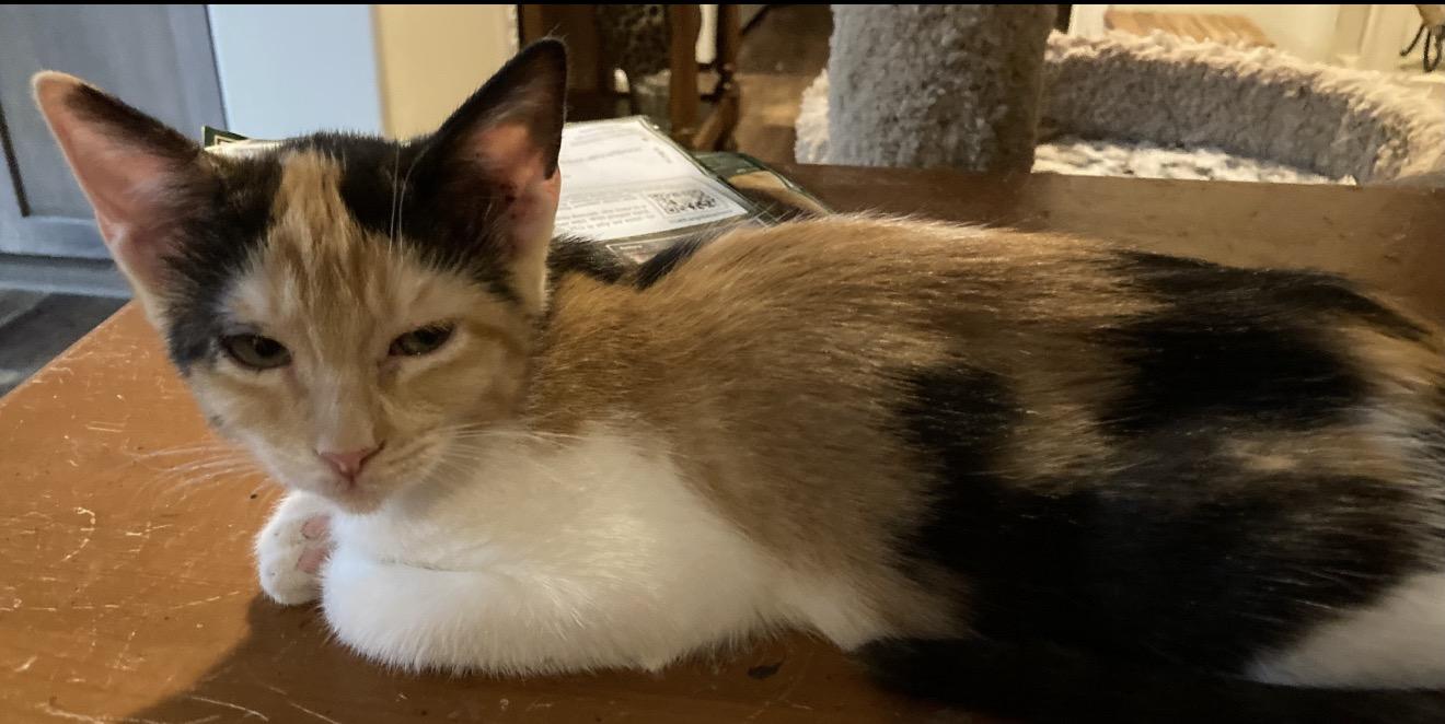 Enlarge Polly and Scout, a Adoptable mixed breed in Woburn, MA image 3/4