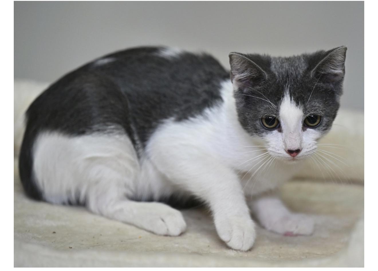 Enlarge Polly and Scout, a Adoptable mixed breed in Woburn, MA image 4/4