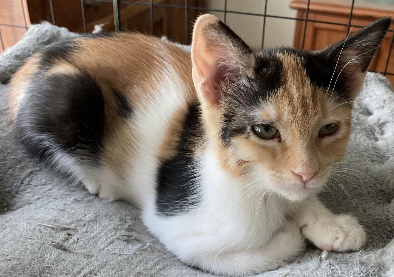 Polly and Scout, Adoptable, Kitten Female Calico & American Shorthair.