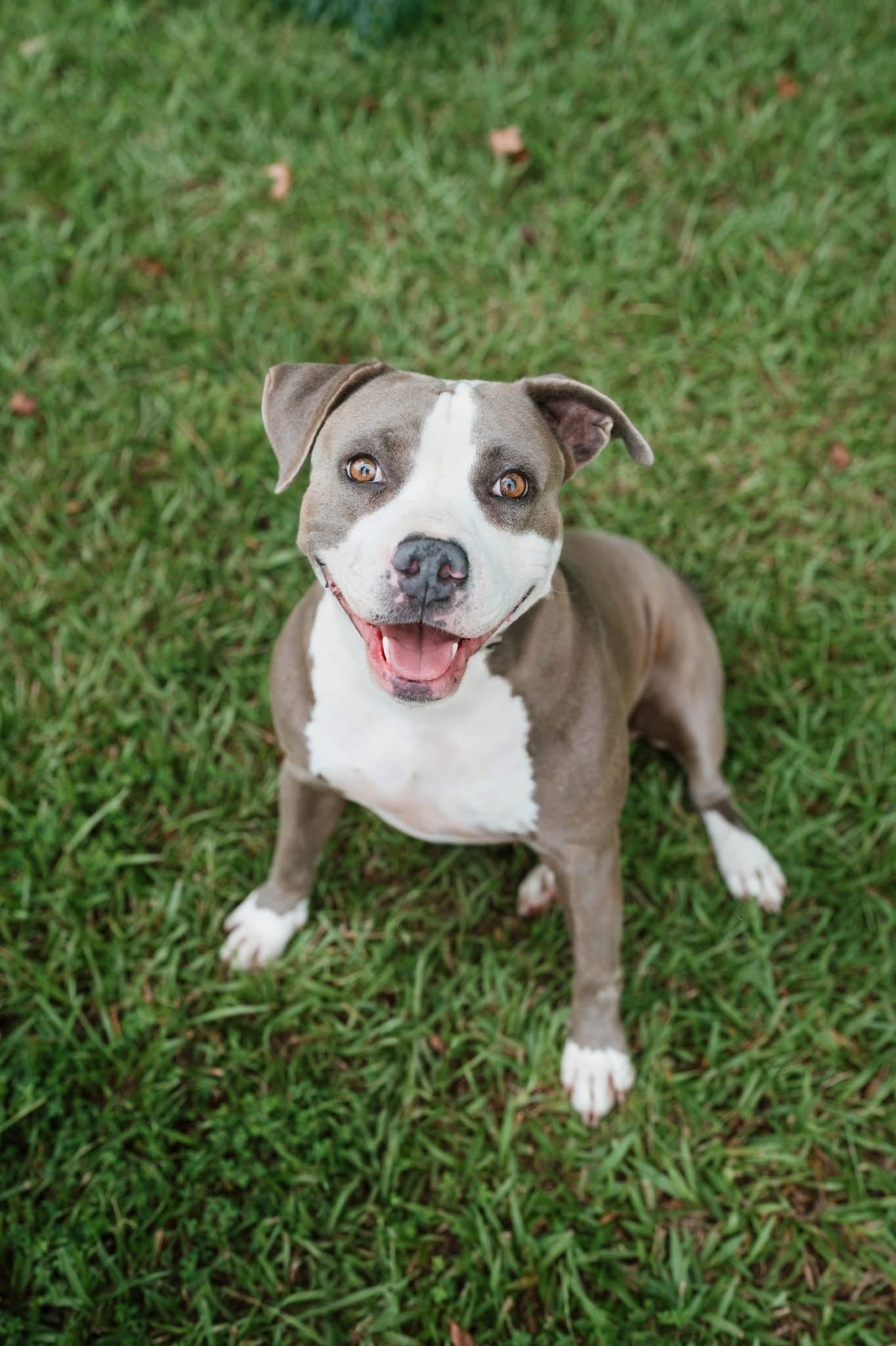 Enlarge Shelby, an adoptable mixed breed in Ayden, NC image 1/5
