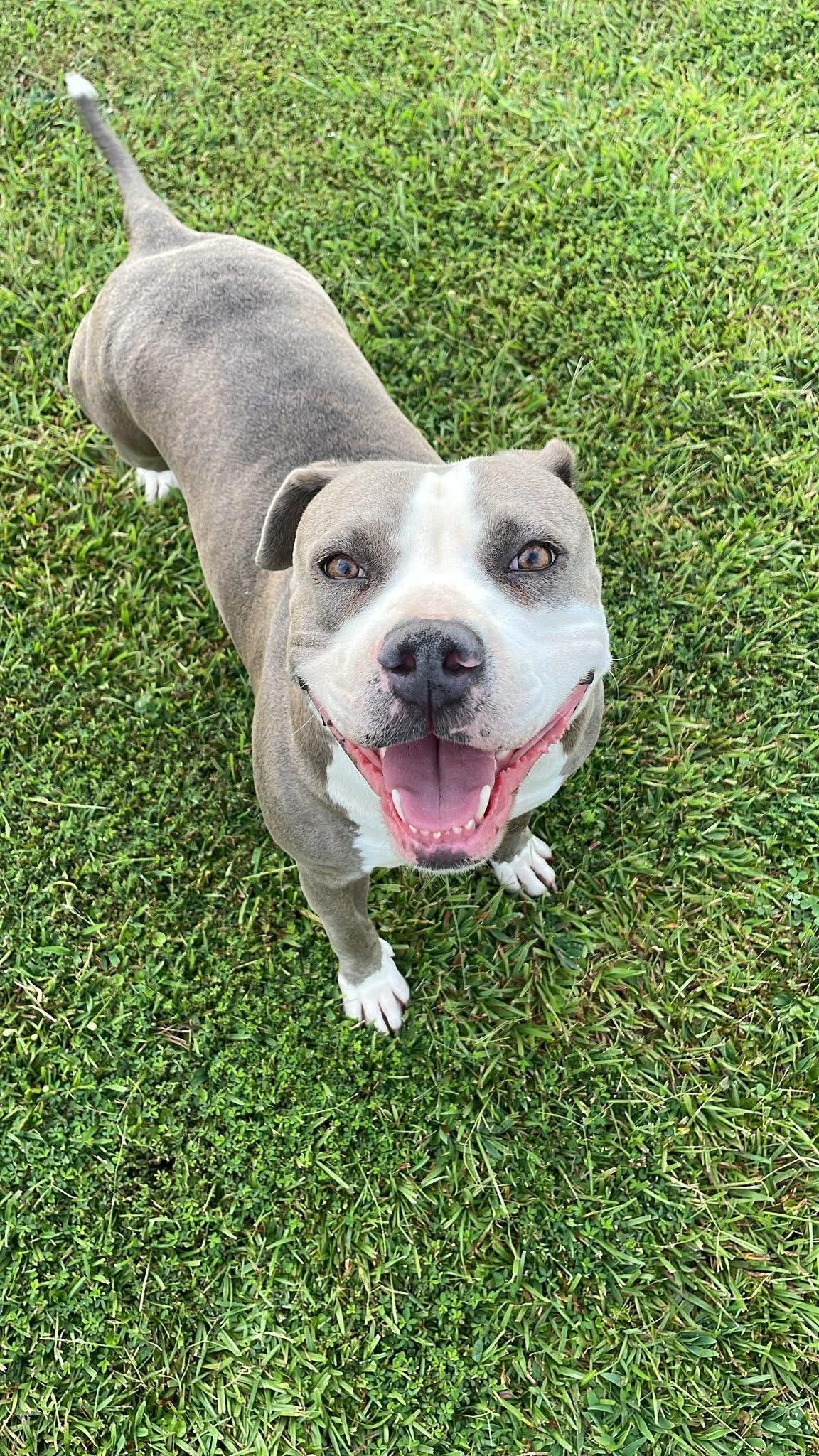 Enlarge Shelby, an adoptable mixed breed in Ayden, NC image 2/5