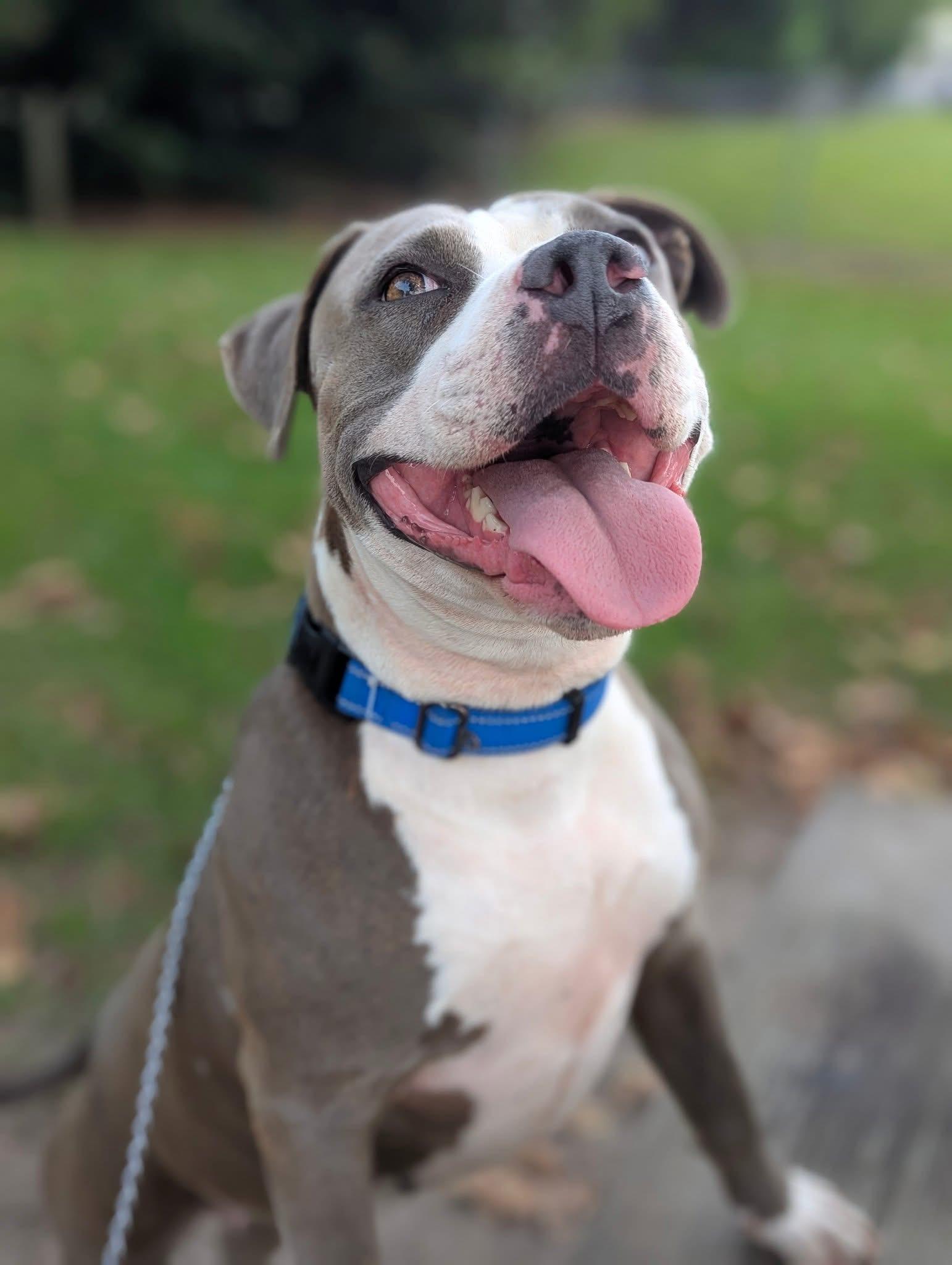 Enlarge Shelby, an adoptable mixed breed in Ayden, NC image 4/5