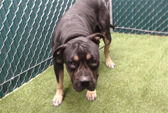 SCOOTER, Adoptable, Adult Male Rottweiler & Mixed Breed.