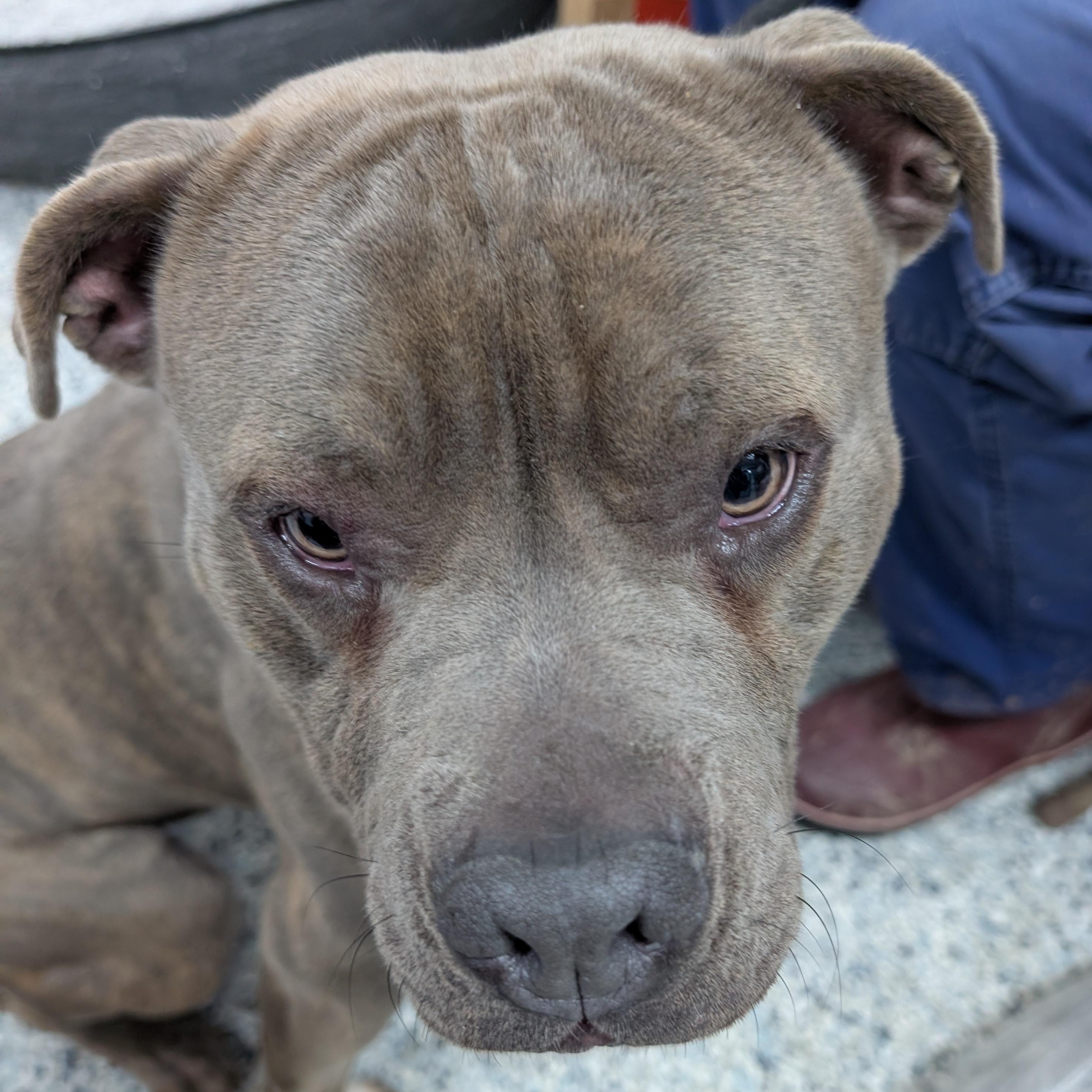 Enlarge 188163 Goombah , a ADOPTABLE Pit Bull Terrier in Ravenna, OH image 2/4